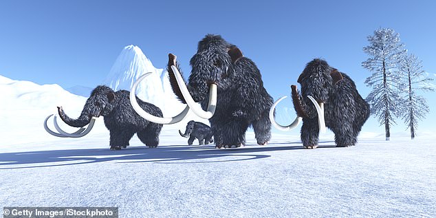 Woolly mammoths roamed the Ice Age tundras of North America, Europe and Asia as early as 300,000 years ago.  They later became extinct approximately 4,000 years ago on an isolated island off the coast of Siberia in the Arctic Ocean.